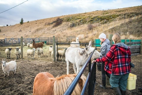 animal health students feeding horses and sheep