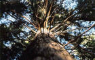 lookinguptree75jpg