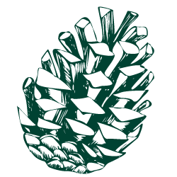 pine cone
