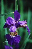 purpleirisusmtest