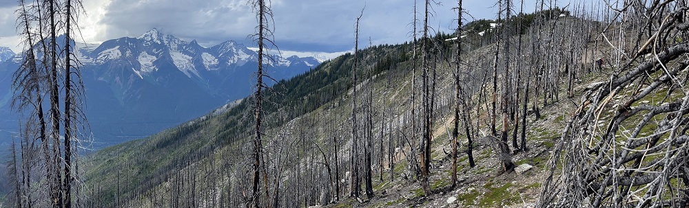 Wildfire Science