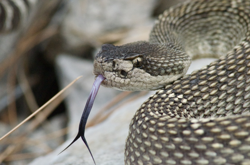 Snake eyes
