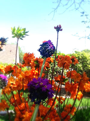 Horitculture Garden