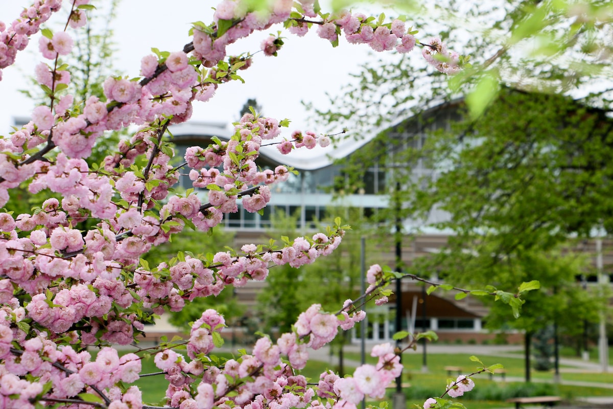Cherry blossoms in bloom on TRU campus