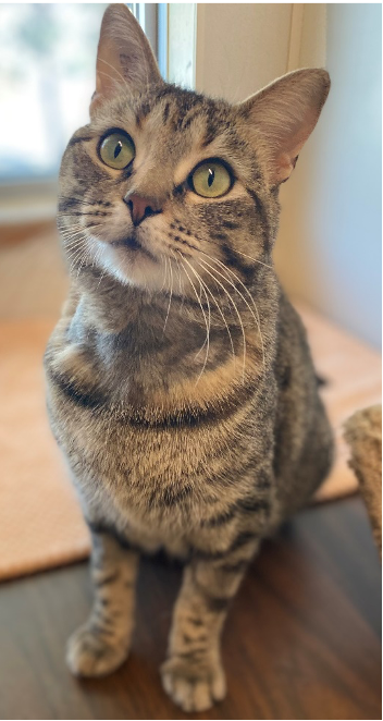 Jasmine