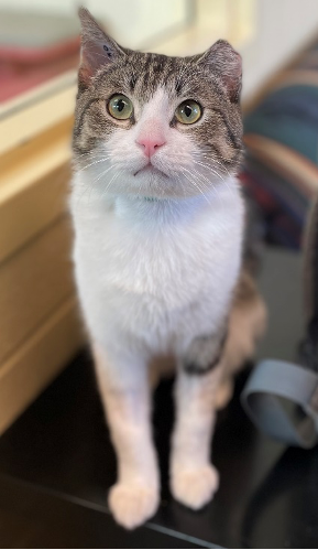 Louie