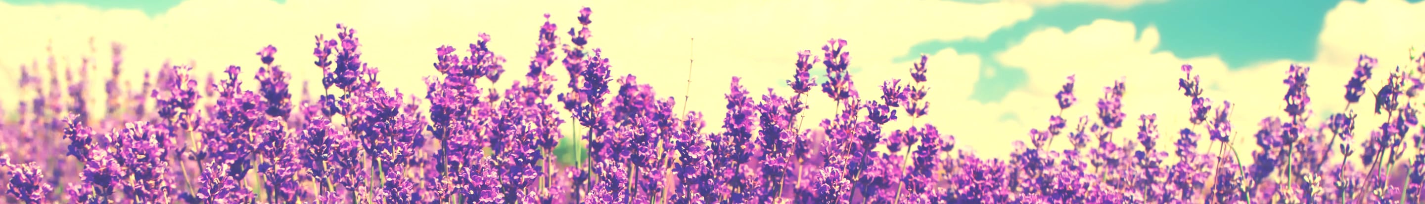 Lavender growing in field