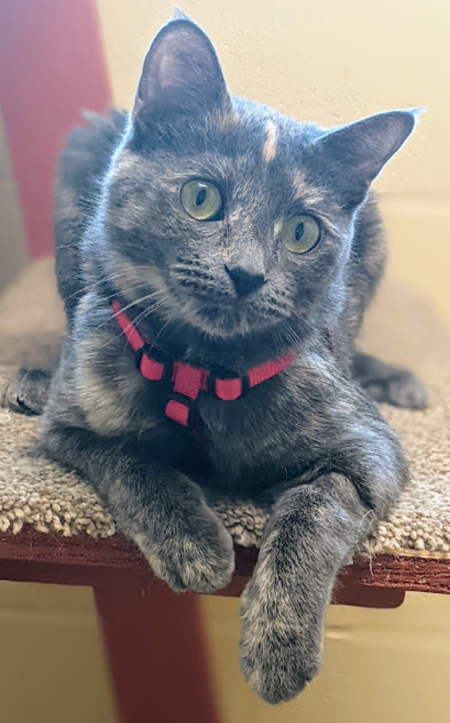 Pepper