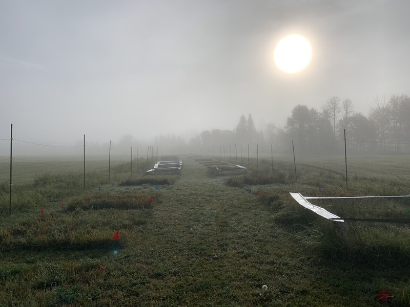 Cutting Through the Fog