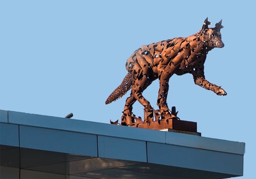 coyote