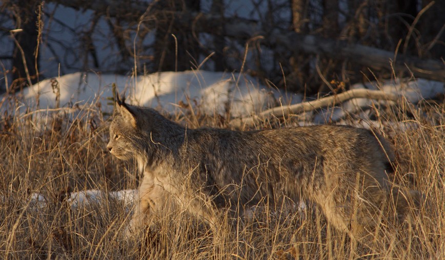 Wildlife behaviour offers early clues to a changing world
