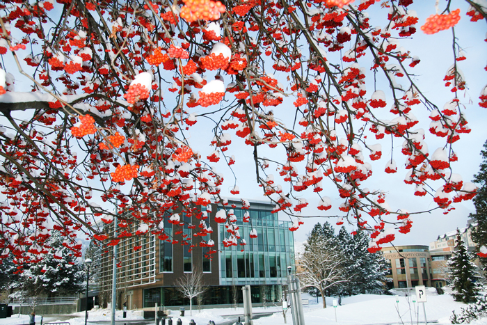Winter Berries