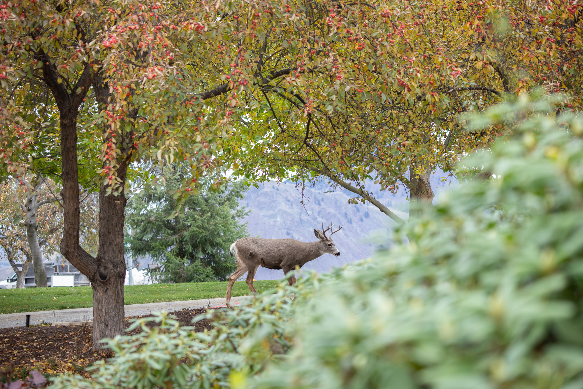 Deer on Campus