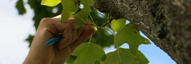 Student studying leaf