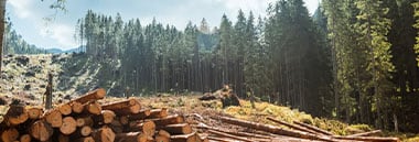 stack of logs