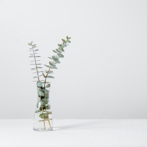 Plant in Vase