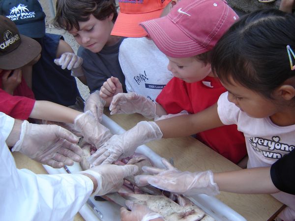 Shark Disection