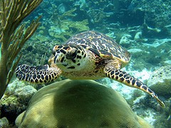 turtle